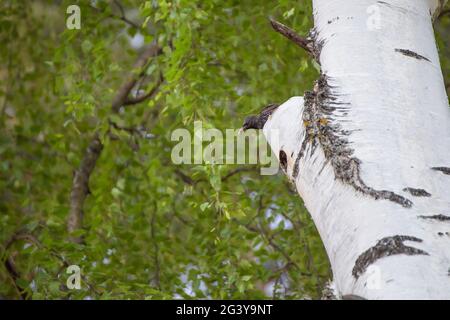 L'étoile se trouve sur un arbre avec un insecte dans son bec et ses montres. Photographie naturelle avec des oiseaux sauvages. La beauté dans la nature. Chaude journée de printemps. Banque D'Images