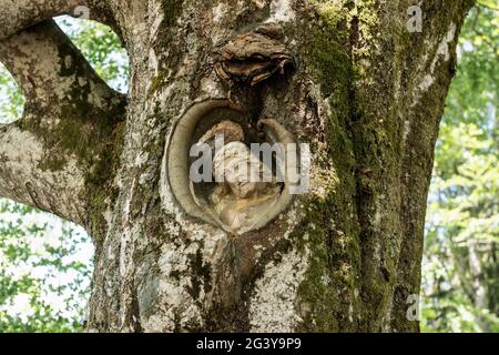 Balzer Herrgott, près de Gütenbach, Forêt Noire, Bade-Wurtemberg, Allemagne Banque D'Images