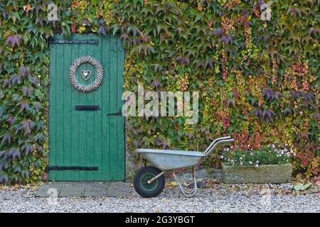 Une ancienne grange avec une brouette en face est couverte d'une belle lierre colorée en automne Banque D'Images