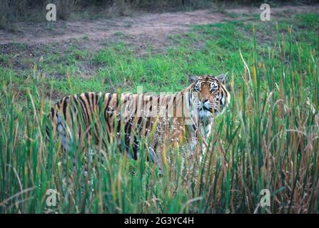 Inde. Faune. Tigre du Bengale (panthera tigris tigris). Banque D'Images