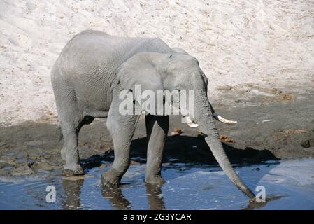 Botswana. Parc national de Chobe. Faune. L'éléphant buvant au trou d'eau. Banque D'Images