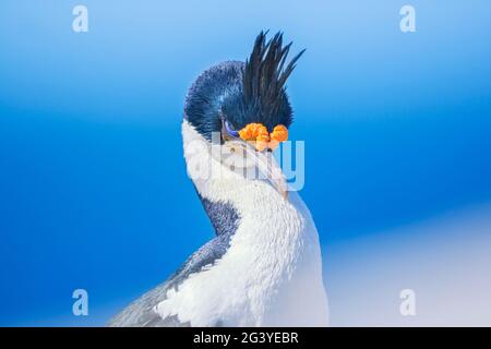 Scories impériales (Leucocarbo atyceps), Sea Lion Island, Falkland Islands, Amérique du Sud Banque D'Images