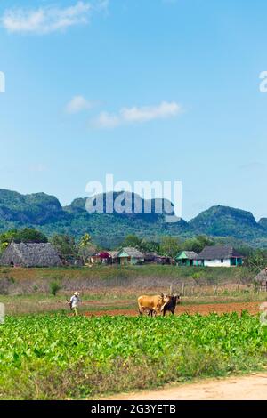 Agriculteur et vache travaillant dans un champ de culture dans la vallée de Viñales, Cuba Banque D'Images