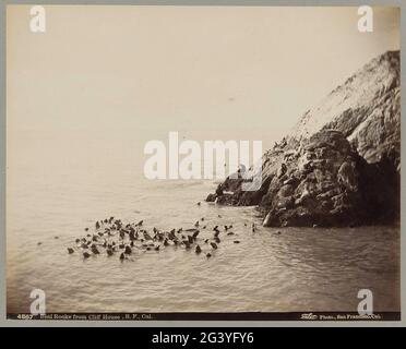 Phoques sur la côte rocheuse de San Francisco; Seal Rocks de Cliff House, S.F., Cal ... Banque D'Images