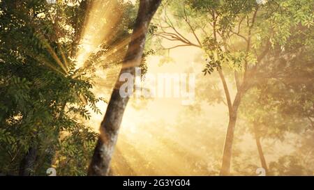 Les rayons du soleil traversent les arbres dans la forêt brumeuse Banque D'Images