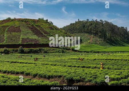 Les travailleurs récoltent des feuilles de thé dans une plantation de thé, près de Gisakura, province occidentale, Rwanda, Afrique Banque D'Images