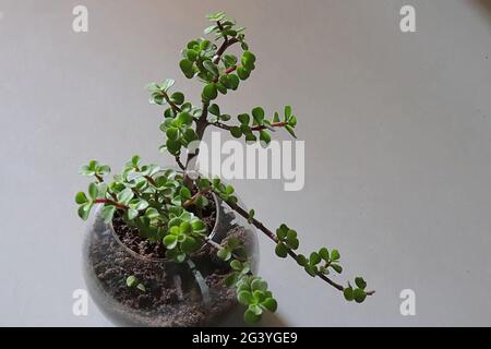 Plante de Jade dans un vase en verre rond sur fond blanc/espace de copie Banque D'Images