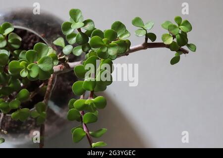 Plante de Jade dans un vase en verre rond sur fond blanc/espace de copie Banque D'Images