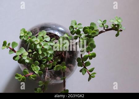 Plante de Jade dans un vase en verre rond sur fond blanc/espace de copie Banque D'Images