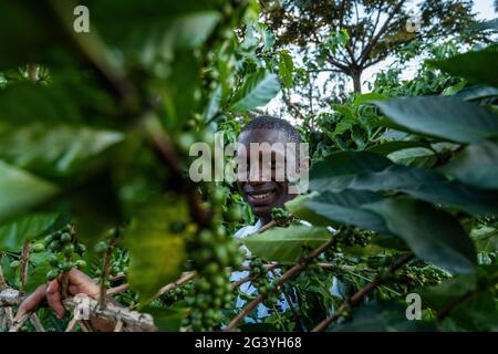 L'homme sourit tout en cueillant des grains de café dans une plantation de café, Kinunu, province occidentale, Rwanda, Afrique Banque D'Images