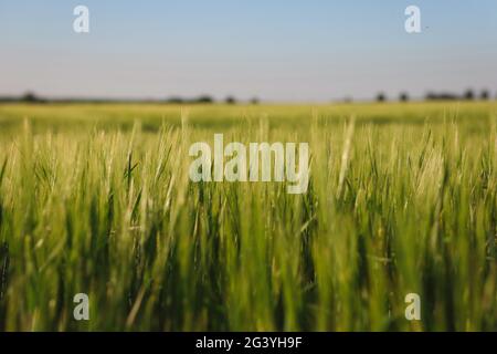 Culture de l'orge verte dans la nature tchèque. Champ de Hordeum vulgare. L'orge est un membre de la famille des graminées et un grain important de céréales. Banque D'Images