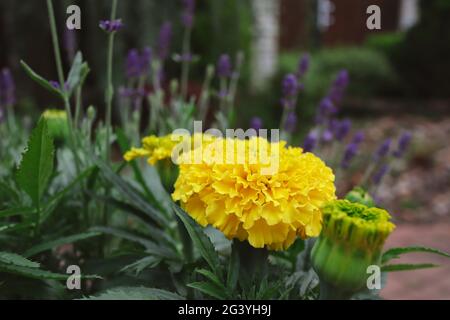 Tagetes Erecta aussi appelé le Marigold mexicain ou Aztec Marigold est une espèce de plante à fleurs. Belle fleur jaune dans le jardin. Banque D'Images