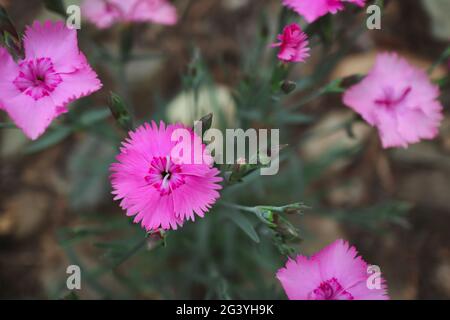 Dianthus Plumarius dans le jardin de printemps. Le rose commun, le rose de jardin ou le rose sauvage est une espèce de plante à fleurs de la famille des Caryophyllacées. Banque D'Images