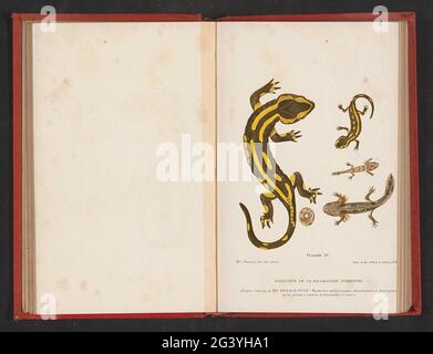 EVOLUTIE VAN EI TOT SALAMANDRE; évolution de la salamandre terrestre. . Banque D'Images