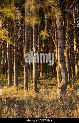 Les rayons du soleil pénètrent à travers les troncs de pins. Lever de soleil doré dans le parc national. Perspective aérienne des sapins. Magnifique G Banque D'Images