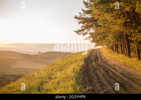 Les rayons du soleil pénètrent à travers les troncs de pins. Lever de soleil doré dans le parc national. Perspective aérienne des sapins. Magnifique G Banque D'Images