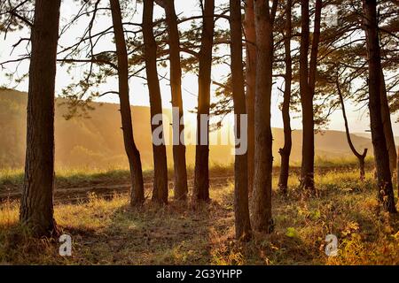 Les rayons du soleil pénètrent à travers les troncs de pins. Lever de soleil doré dans le parc national. Perspective aérienne des sapins. Magnifique G Banque D'Images