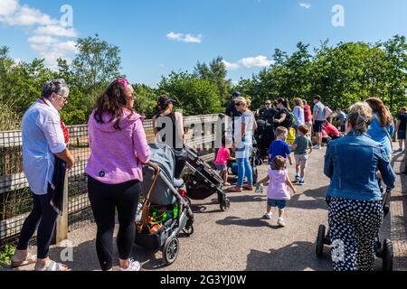 Cobh, Comté de Cork, Irlande. 18 juin 2021. Le temps ensoleillé a attiré beaucoup de visiteurs au parc animalier Fota Wildlife Park de Co. Cork aujourd'hui. Crédit : AG Newds/Alay Live News. Banque D'Images