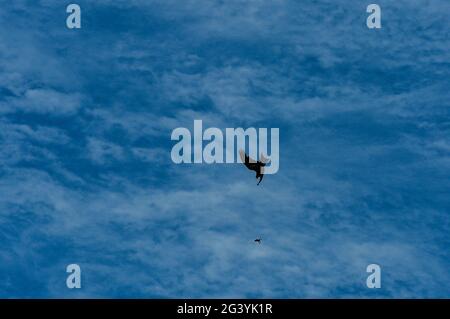 Un cerf-volant perd une grenouille déjà attrapée dans les airs, Darwin, territoire du Nord, Australie Banque D'Images