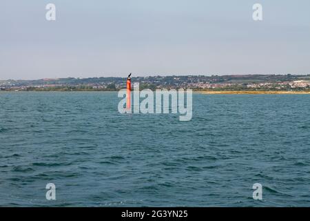 En naviguant au large de Portsmouth, j'ai vu ce cormorant assis sur un poteau. Banque D'Images