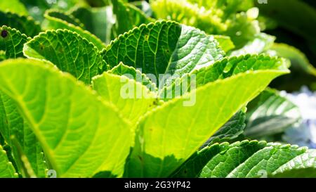 Les feuilles indonésiennes d'Hydrangea serrata sont belles vert clair dans le jardin fleuri Banque D'Images