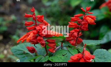 De belles fleurs de Salvia rouge indonésiennes au printemps dans le jardin botanique Banque D'Images