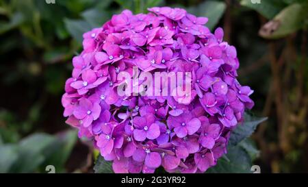 Indonésien magnifique Hydrangea serrata violet fleurs sur fond blanc Banque D'Images