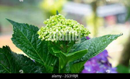 Les fleurs d'Hydrangea serrata indonésiennes sont vertes Banque D'Images