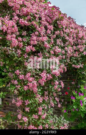 Clematis Montana 'Broughton Star' en fleur. L'usine monte sur un cadre en bois dans le jardin communautaire Hall Cliffe, Baildon, Yorkshire, Angleterre. Banque D'Images