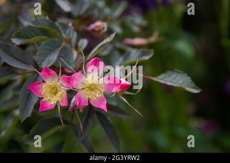 Fleurs de Rosa glauca. Banque D'Images