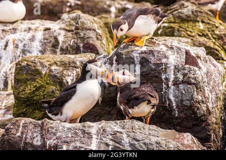 trois puffins mignons ayant une réunion sur les îles farne en bateau voyage northumbria royaume-uni Banque D'Images