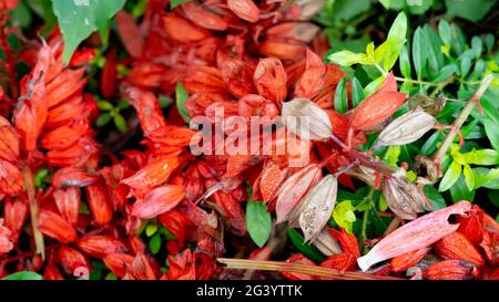 De belles fleurs de Salvia rouge indonésiennes au printemps dans le jardin botanique Banque D'Images