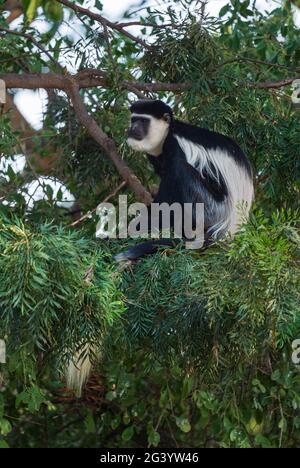 Colobus noir et blanc - Colobus guereza, beau primate noir et blanc des forêts et des terres boisées africaines, forêt de Harenna, Éthiopie. Banque D'Images