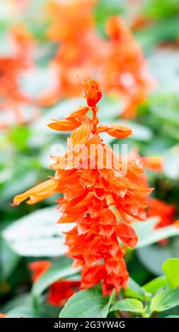 De belles fleurs de Salvia rouge indonésiennes au printemps dans le jardin botanique Banque D'Images