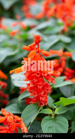 De belles fleurs de Salvia rouge indonésiennes au printemps dans le jardin botanique Banque D'Images