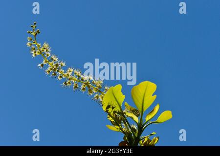 Fleurs et feuilles du Plum de Kakadu contre un ciel bleu, Cooinda, parc national de Kakadu, territoire du Nord, Australie Banque D'Images