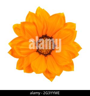 Vue de dessus de la tête de fleur de Gazania de couleur tangerine, isolée sur fond blanc Banque D'Images