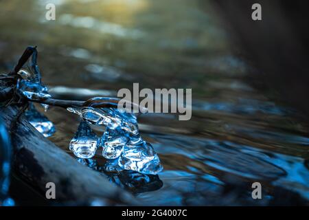 Cristaux de glace sur les racines dans un ruisseau dans le Westerwald, Allemagne Banque D'Images