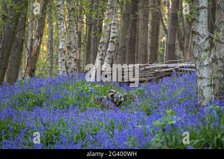 Blaireaux jouant en début de soirée dans les bois anglais bluebell (jacinthoides) Banque D'Images