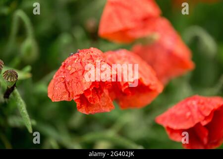 Gros plan sur la fleur de pavot. Paysage d'été avec fleurs rouges. De beaux boutons de coquelicots. Prairie avec fleurs de pavot sur un dos flou Banque D'Images