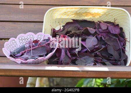 Panier de légumes à feuilles d'épinards rouges biologiques. Cueilli à la main cultivé en Inde Asie. Banque D'Images
