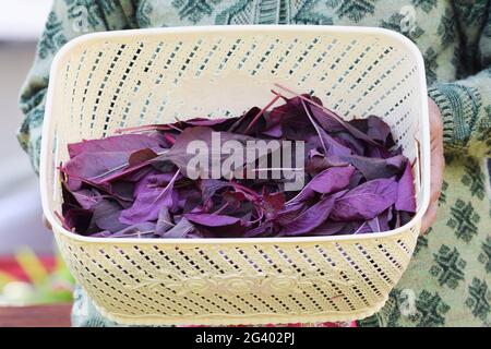 Panier de légumes à feuilles d'épinards rouges biologiques. Cueilli à la main cultivé en Inde Asie. Banque D'Images