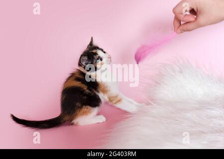 Adorable chaton à poils multiples jouant avec une plume rose dans la main du propriétaire sur fond rose pastel Banque D'Images