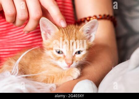 Adorable chaton entre les mains des femmes. Propriétaire d'animal de compagnie et son animal de compagnie, animaux adorables. Bébé chat au gingembre relaxant, sommeil confortable et temps de sieste avec les animaux de compagnie. Banque D'Images