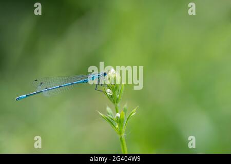 Coenagrion commun de damselfly (coenagroin puella) mâle bleu avec bandes noires et marquage en forme de U sur le segment deux de l'abdomen reposant sur la végétation Banque D'Images