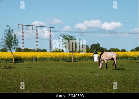 Le cheval mangeant de l'herbe à côté d'un champ de canola en pleine floraison au printemps à Skåne en Suède Banque D'Images