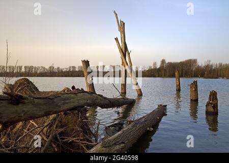 Paysage de plaine inondable avec bois mort, réserve naturelle de Bislicher Insel, Xanten, Allemagne, Europe Banque D'Images