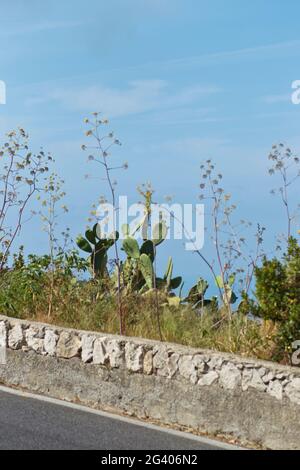Vue rapprochée de la route des cactus à Capri, en Italie Banque D'Images