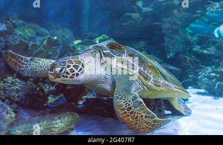 La tortue verte (Chelonia mydas) Banque D'Images