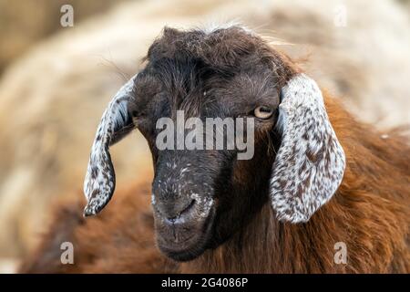 Portrait d'un jeune mouton mignon Banque D'Images